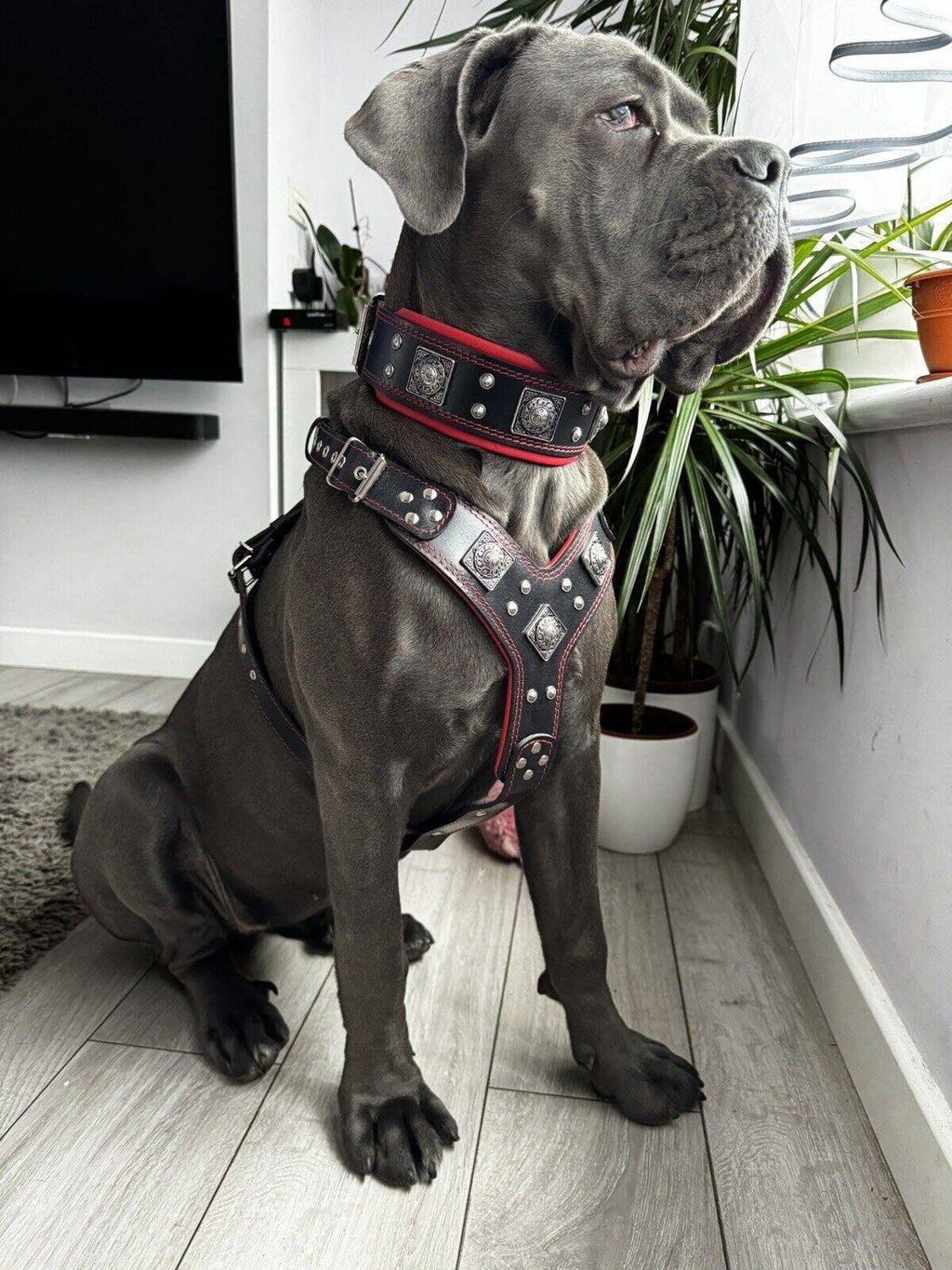 Dog Set – Harness, Collar & Leash – Black & Red Leather, Large Breeds
