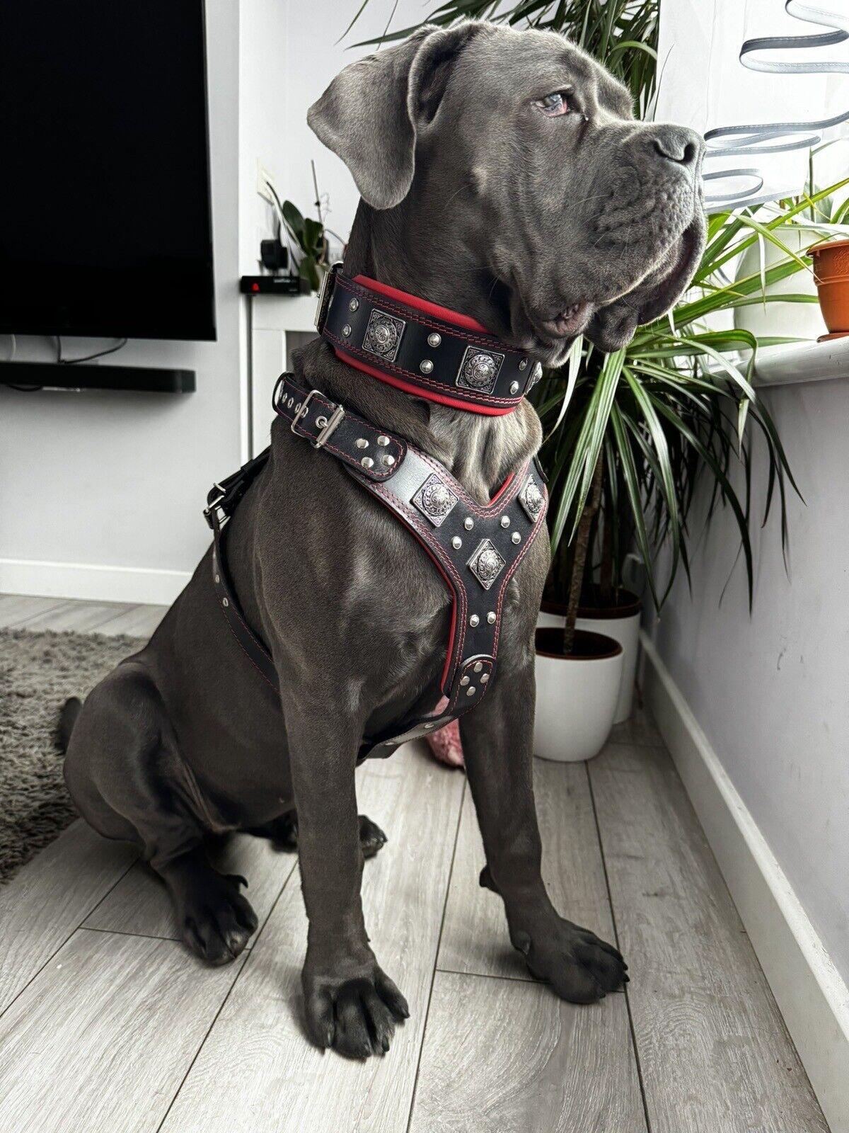Dog Set – Harness, Collar & Leash – Black & Red Leather, Large Breeds