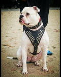 Star Dog Harness – Premium Leather, Adjustable, Large Breeds