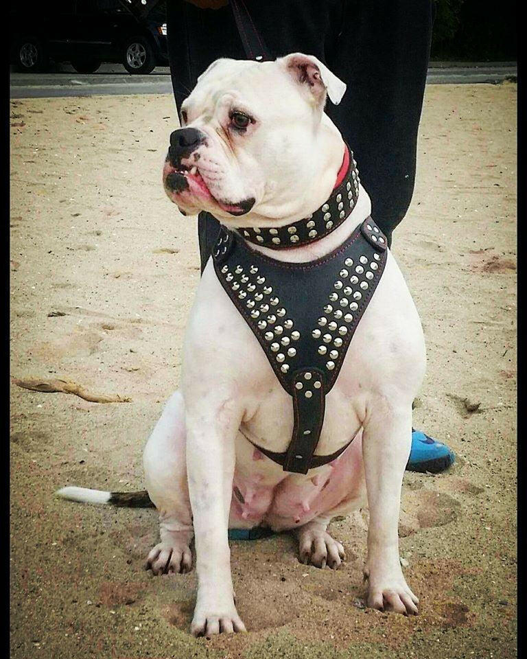 Star Dog Harness – Premium Leather, Adjustable, Large Breeds