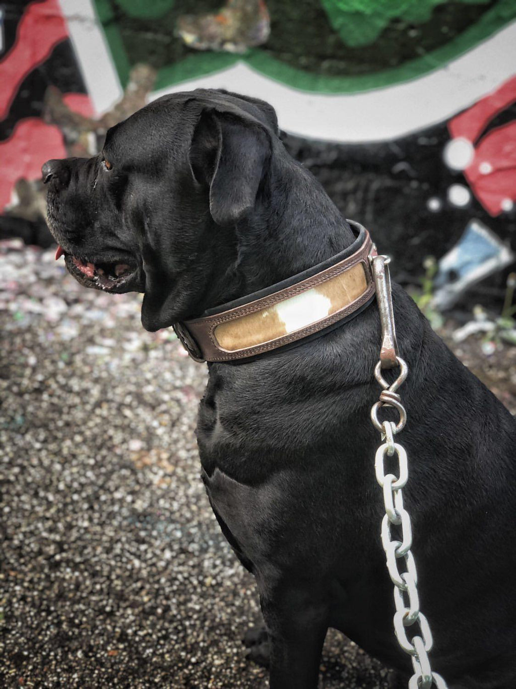 Buffalo Dog Collar – Premium Leather, Heavy Duty, Large Breeds