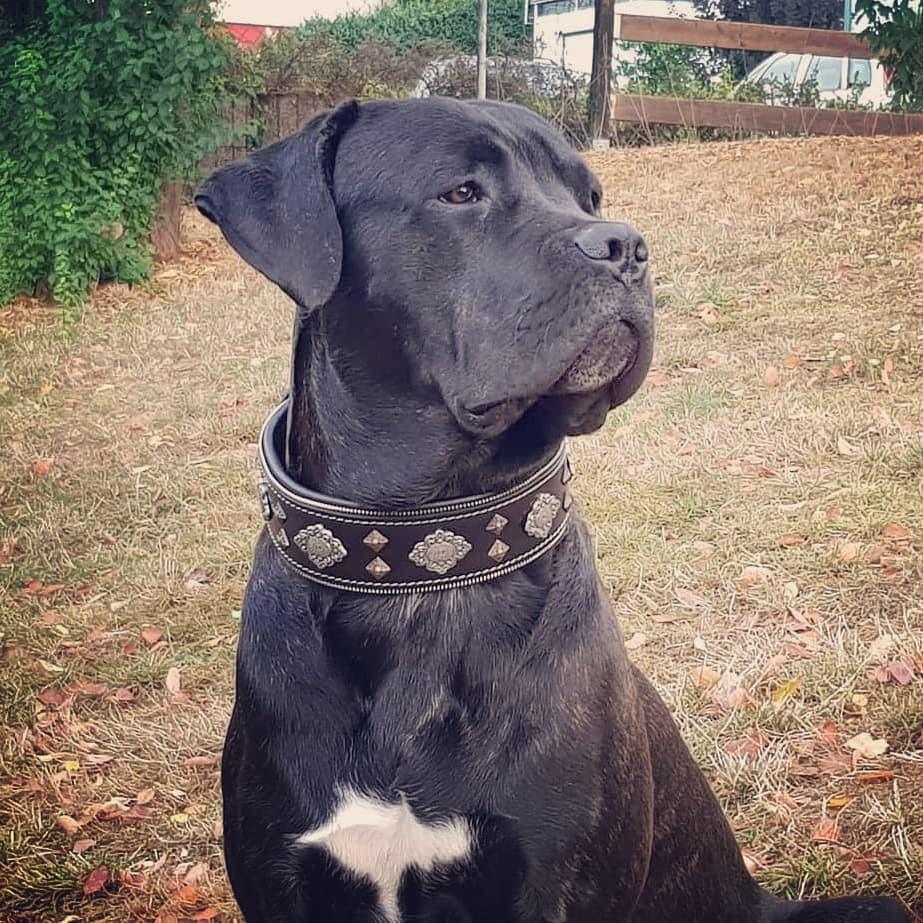 Premium Black Leather Dog Collar – Adjustable Heavy Duty Collar for Large Breeds – Durable Classic Dog Neck Collar with Secure Buckle