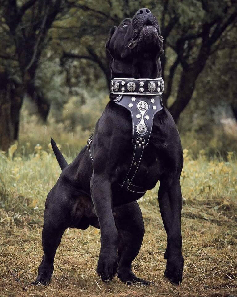Dog Collar – Premium Leather, Adjustable, Large Breeds