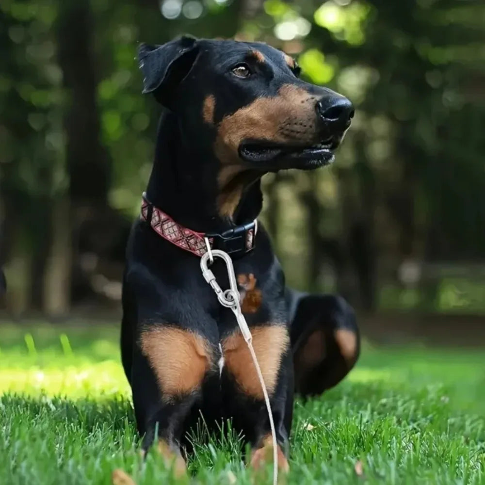 Double-Headed Dog Tie Out Cable Leash ,Raction Rope with Metal Buckle Steel Wire Anti-Rust Training Collar,Outdoor Dogs Strap