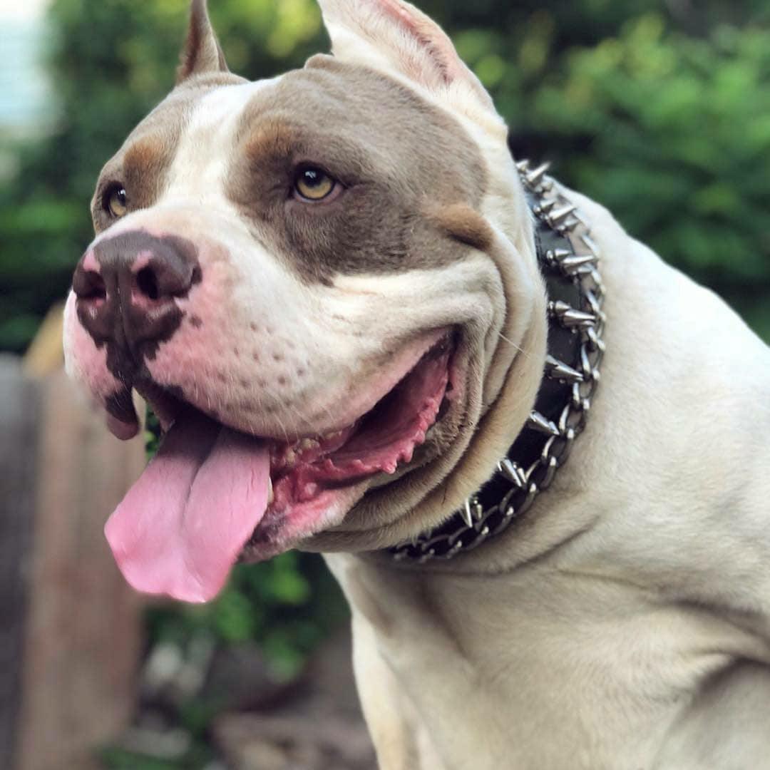Dog Collar – Premium Leather, Bold Design, Large Breeds