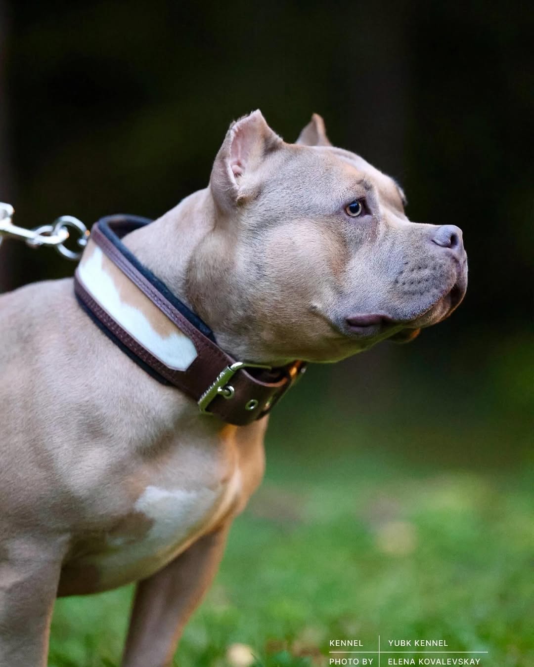 Buffalo Dog Collar – Premium Leather, Heavy Duty, Large Breeds