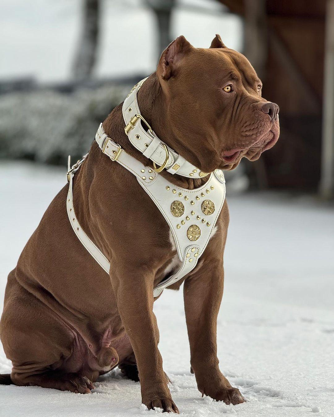 White Dog Set – Harness, Collar & Leash – White Leather, Brass Rivets