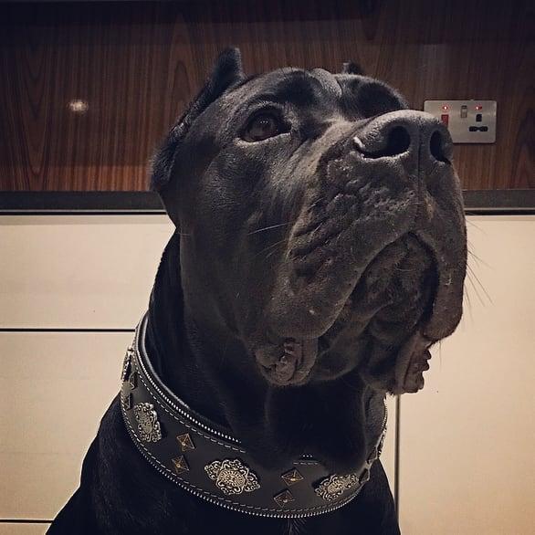 Premium Black Leather Dog Collar – Adjustable Heavy Duty Collar for Large Breeds – Durable Classic Dog Neck Collar with Secure Buckle