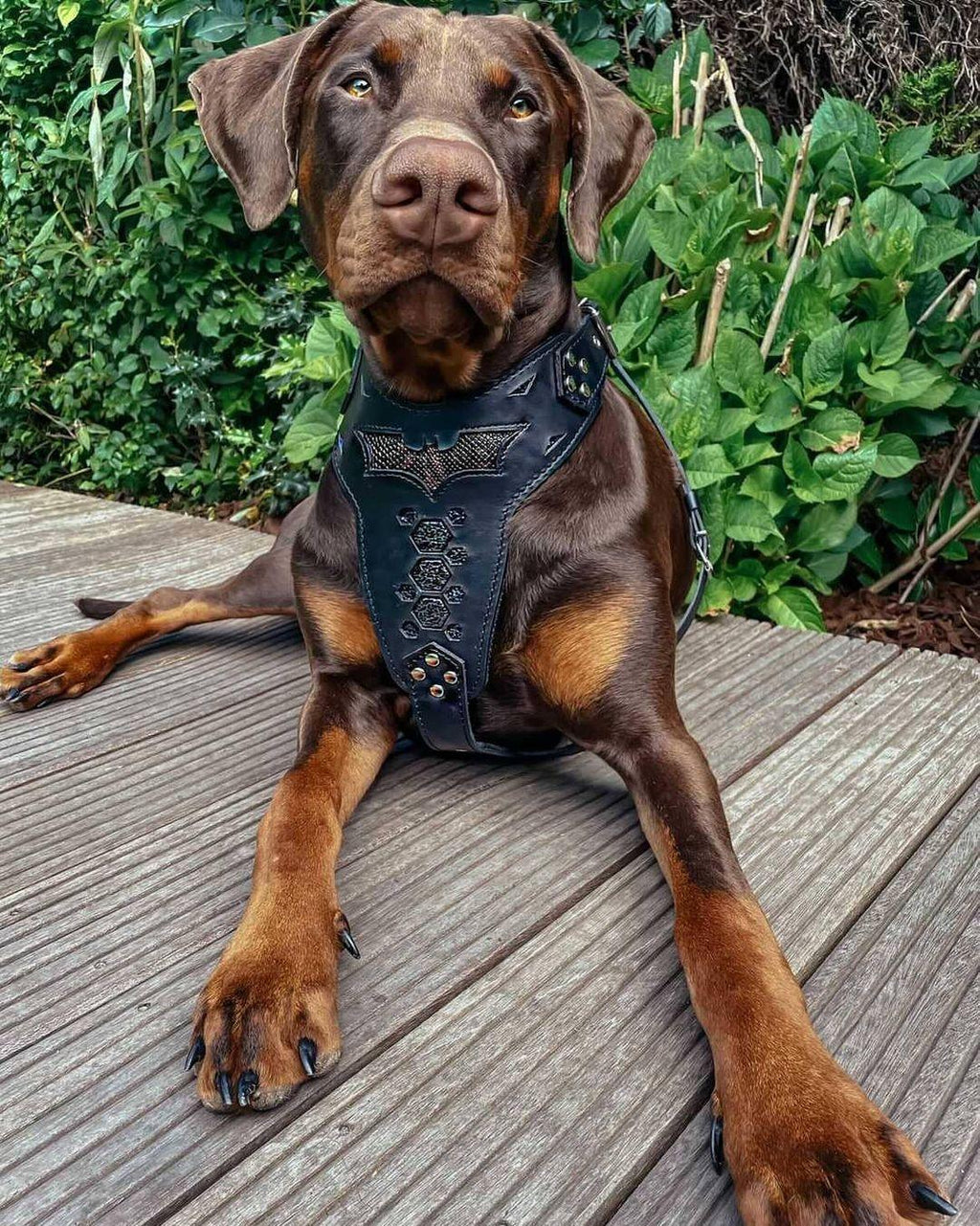 Leather Dog Harness – Heavy Duty No Pull Harness for Large Dogs – Adjustable Premium Leather