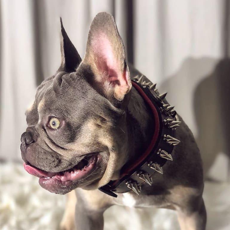 Dog Collar – Premium Leather, Bold Design, Large Breeds