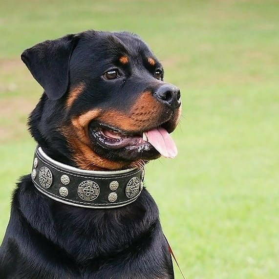 Dog Collar – Premium Leather, Adjustable, Large Breeds